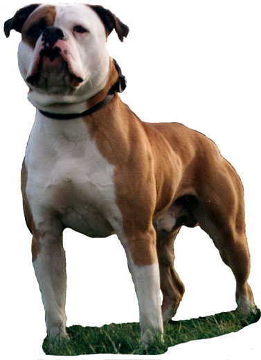 Guardian Angel's Apollo