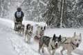 mushing4ever